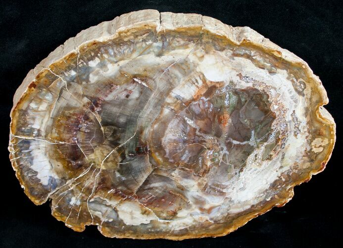 Beautiful Araucaria Petrified Wood Slice - #9591